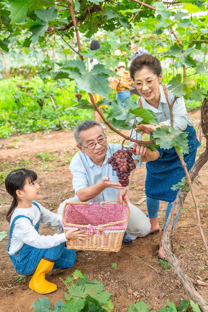 祖孙在果园采摘葡萄