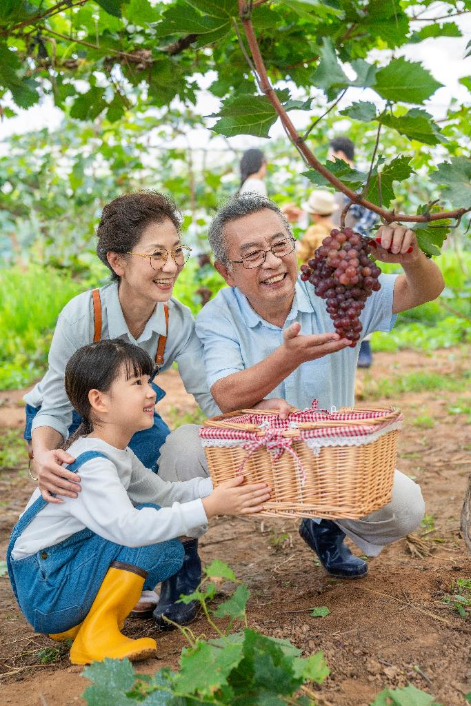 祖孙在果园采摘葡萄