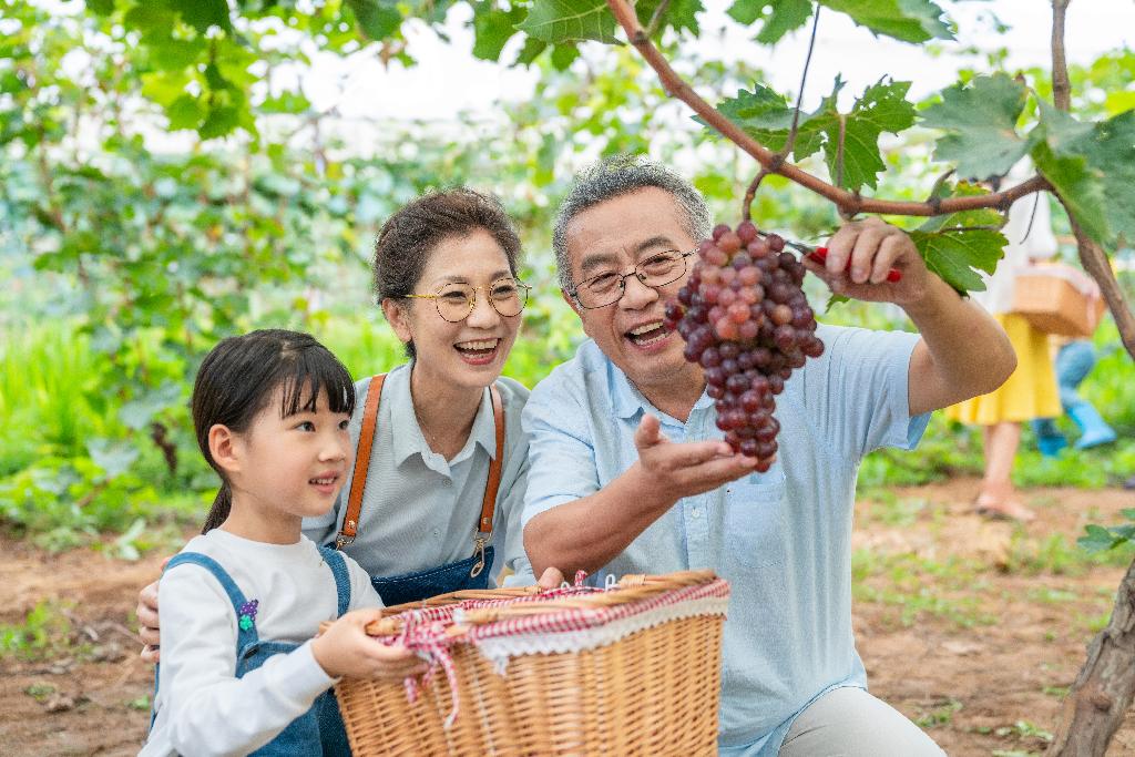 祖孙在果园采摘葡萄图片