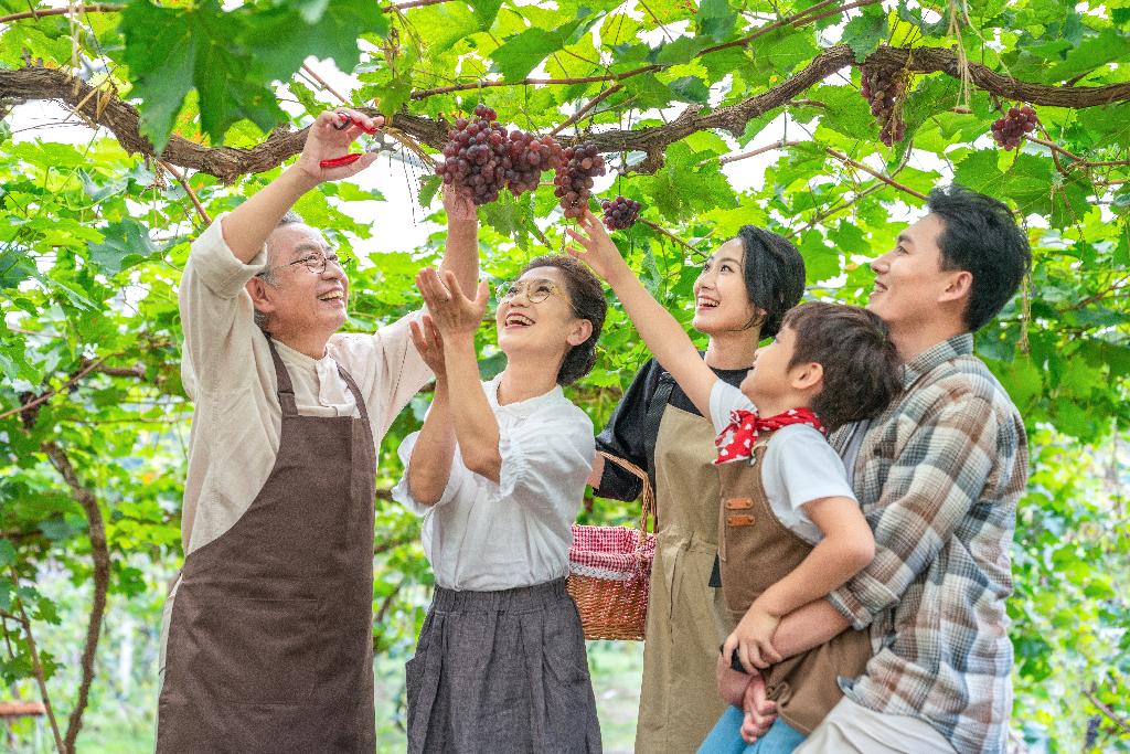 全家人在果园采摘葡萄图片