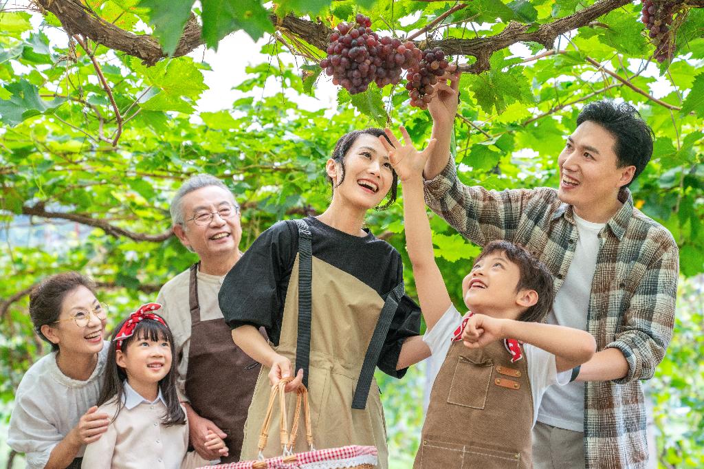 全家人在果园采摘葡萄