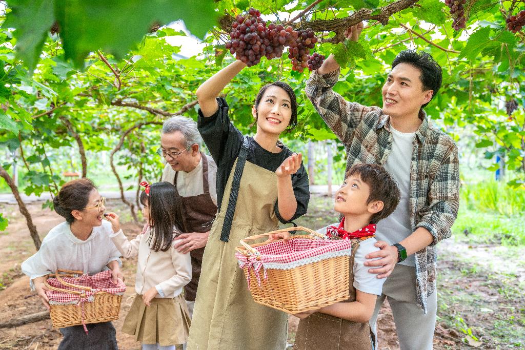 全家人在果园采摘葡萄图片