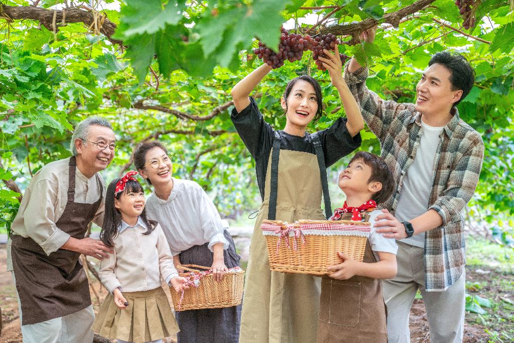 全家人在果园采摘葡萄图片