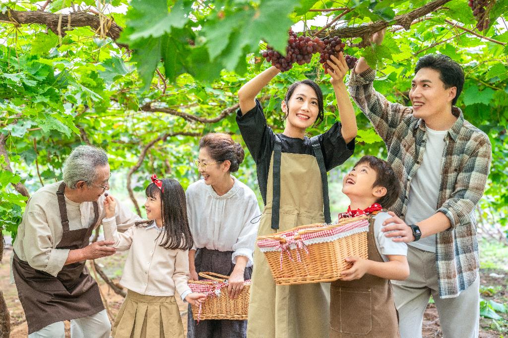 全家人在果园采摘葡萄图片