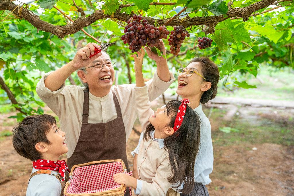 祖孙在果园采摘葡萄图片