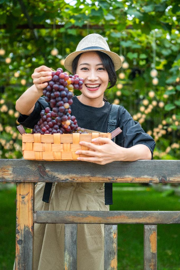 年轻女子在果园采摘葡萄图片