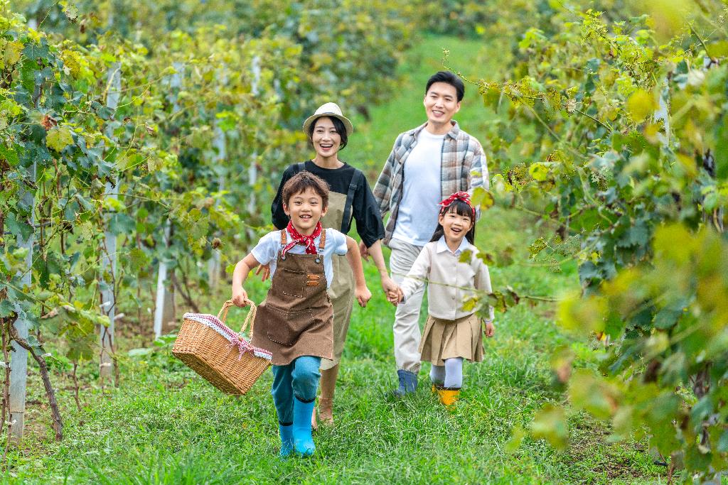 年轻家庭在果园采摘葡萄