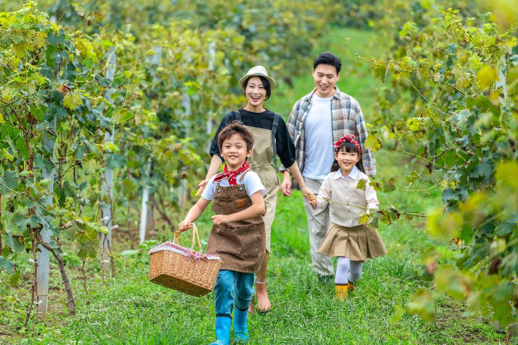 年轻家庭在果园采摘葡萄图片