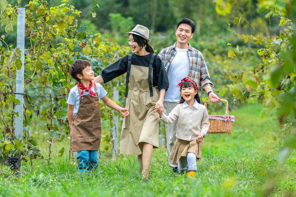 年轻家庭在果园采摘葡萄