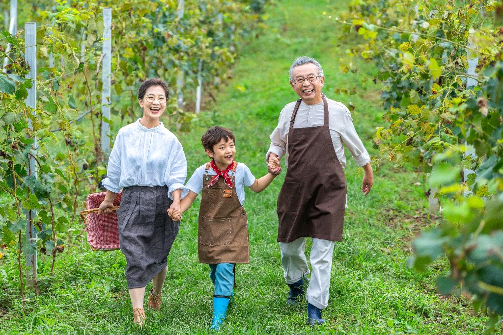 祖孙在果园采摘葡萄图片