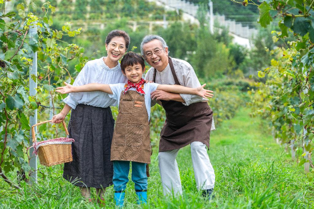 祖孙在果园采摘葡萄图片