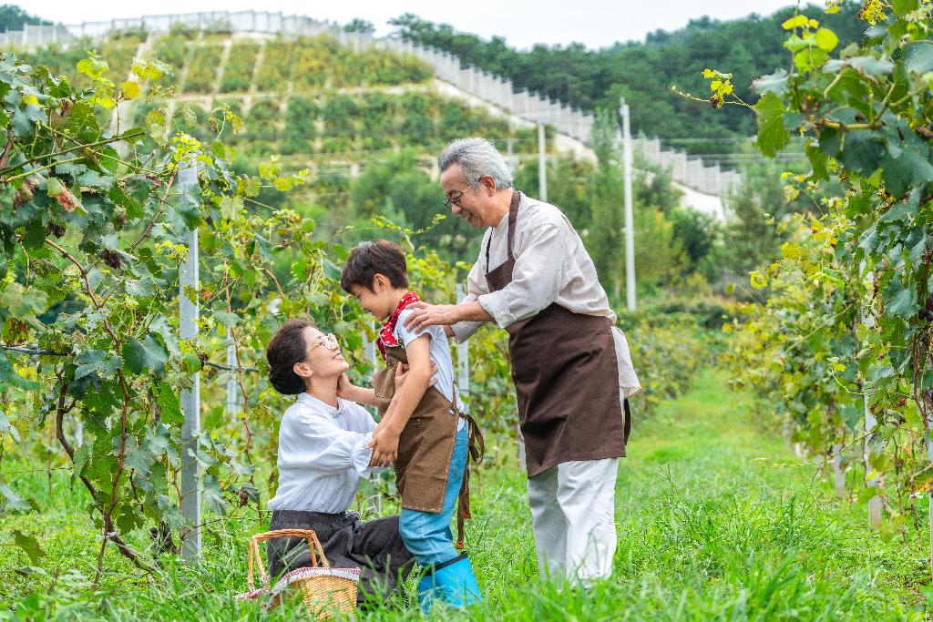 祖孙在果园采摘葡萄