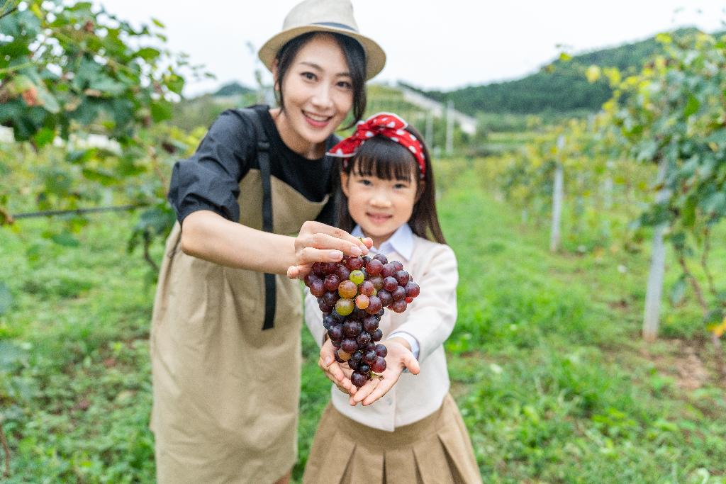 快乐母女在果园采摘葡萄图片