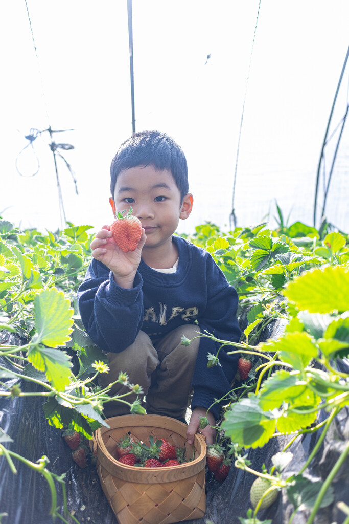 一个小男孩在采摘园采草莓