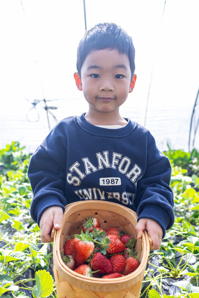 一个小男孩在采摘园采草莓图片