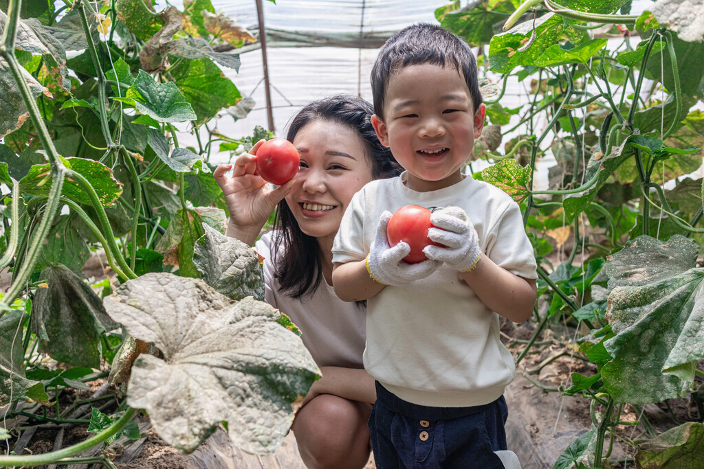 快乐的母子在蔬菜大棚采摘西红柿图片