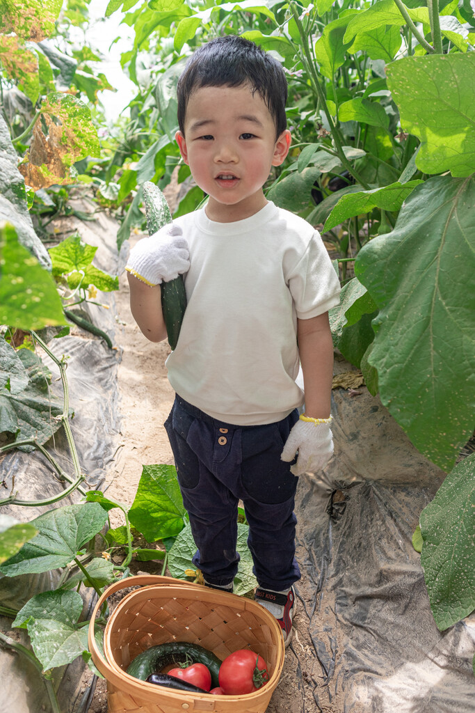 快乐的小男孩在蔬菜大棚采摘蔬菜图片