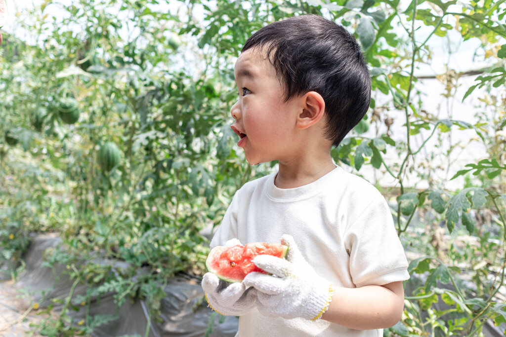 快乐的小男孩在种植大棚吃西瓜图片