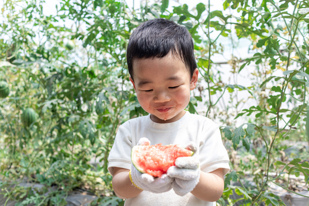 快乐的小男孩在种植大棚吃西瓜图片