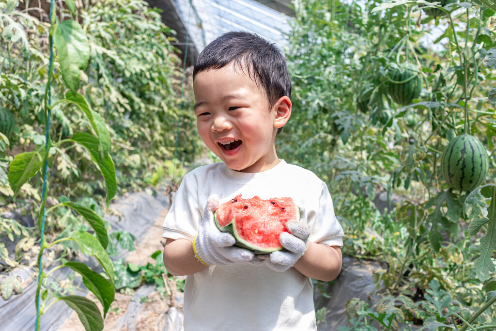 快乐的小男孩在种植大棚吃西瓜图片