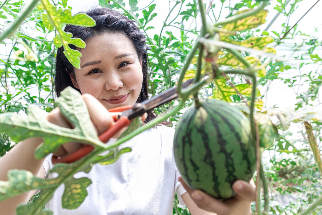 快乐的年轻女人在种植大棚采摘西瓜